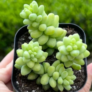 Sedum Burrito Donkey's Tail Trailing Succulent Hanging Plant - 2 Inch Pot