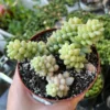 Sedum Burrito Donkey's Tail Trailing Succulent Hanging Plant - 2 Inch Pot