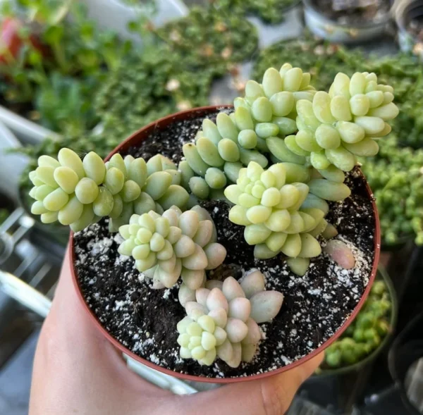 Sedum Burrito Donkey's Tail Trailing Succulent Hanging Plant - 2 Inch Pot