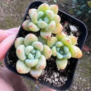 Sedum Clavatum Live Plant - 2.5'' Pot Floral Succulent Rock Garden
