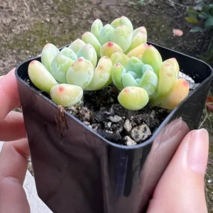 Sedum Clavatum Live Plant - 2.5'' Pot Floral Succulent Rock Garden