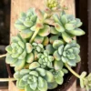 Sedum Clavatum Live Plant - 4'' Floral Succulent Rock Garden Plant