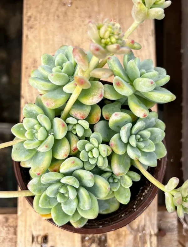 Sedum Clavatum Live Plant - 4'' Floral Succulent Rock Garden Plant