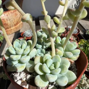 Sedum Clavatum Live Plant - 4'' Floral Succulent Rock Garden Plant