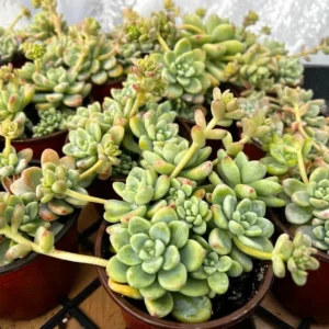 Sedum Clavatum Live Plant - 4'' Floral Succulent Rock Garden Plant