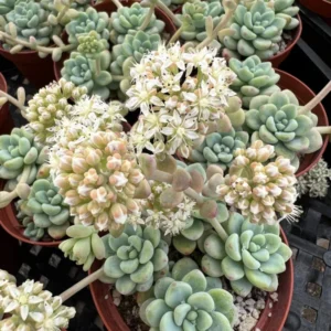 Sedum Clavatum Live Plant - 4'' Floral Succulent Rock Garden Plant