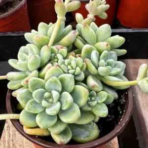 Sedum Clavatum Live Plant - 4'' Floral Succulent Rock Garden Plant
