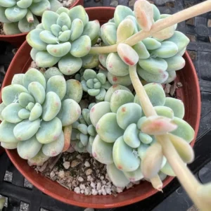 Sedum Clavatum Live Plant - 4'' Floral Succulent Rock Garden Plant