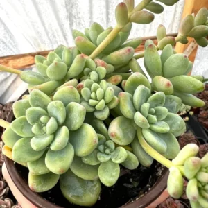 Sedum Clavatum Live Plant - 4'' Floral Succulent Rock Garden Plant