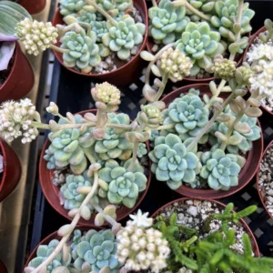 Sedum Clavatum Live Plant - 4'' Floral Succulent Rock Garden Plant