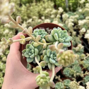 Sedum Clavatum Live Plant - 4'' Floral Succulent Rock Garden Plant