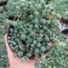 Sedum Dasyphyllum Major - Rare Succulent Live Plant - 4 inch Pot