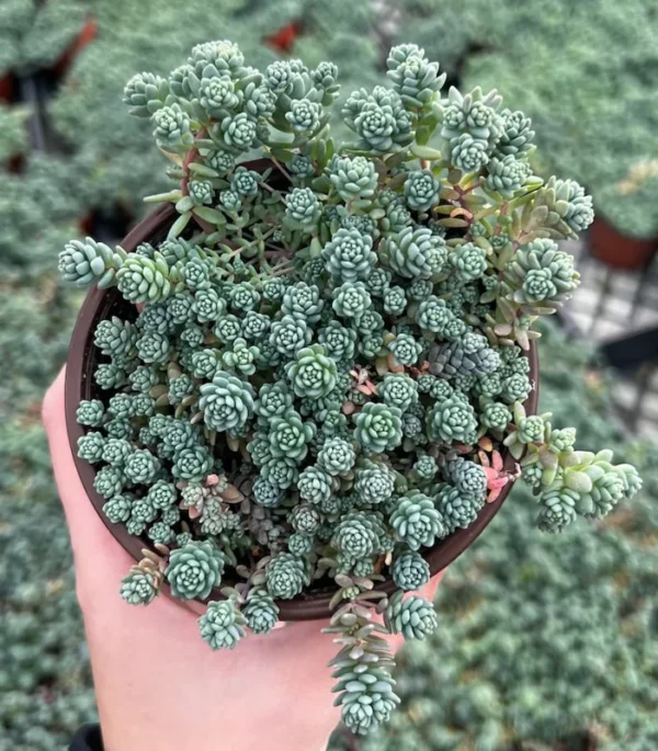 Sedum Dasyphyllum Major - Rare Succulent Live Plant - 4 inch Pot
