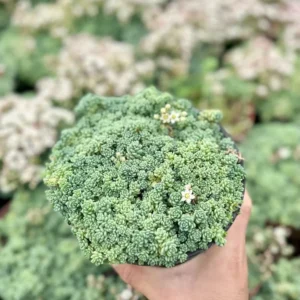Sedum Dasyphyllum Major - Rare Succulent Live Plant - 4 inch Pot