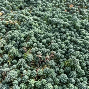 Sedum Dasyphyllum Major - Rare Succulent Live Plant - 4 inch Pot