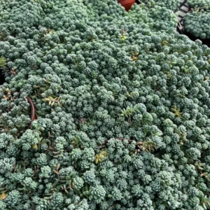 Sedum Dasyphyllum Major - Rare Succulent Live Plant - 4 inch Pot