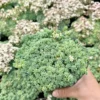 Sedum Dasyphyllum Major - Rare Succulent Live Plant - 4 inch Pot