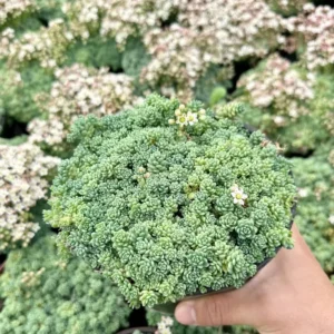 Sedum Dasyphyllum Major - Rare Succulent Live Plant - 4 inch Pot