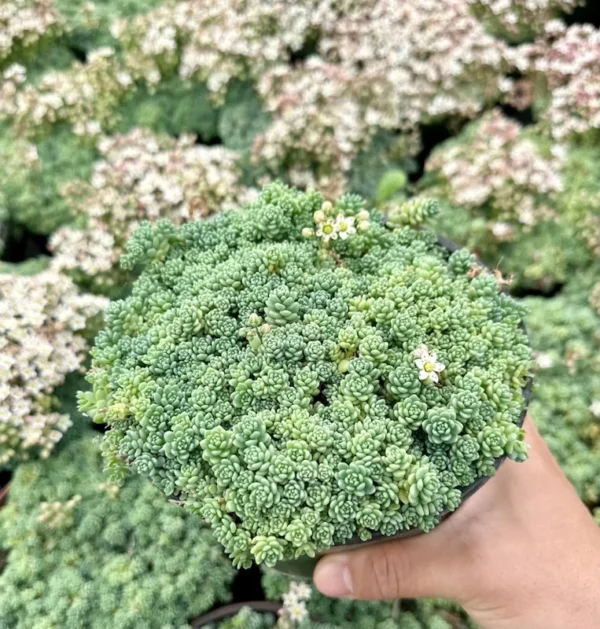 Sedum Dasyphyllum Major - Rare Succulent Live Plant - 4 inch Pot