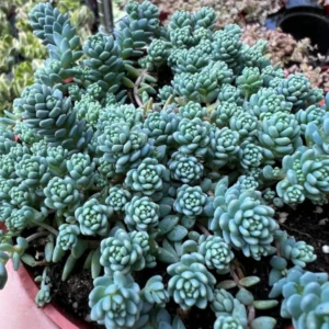 Sedum Dasyphyllum Major - Rare Succulent Live Plant - 4 inch Pot
