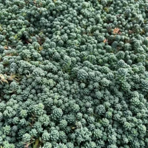Sedum Dasyphyllum Major - Rare Succulent Live Plant - 4 inch Pot