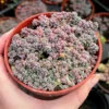 Sedum Dasyphyllum Minor Live Plant - Small Succulent in 4 Inch Pot