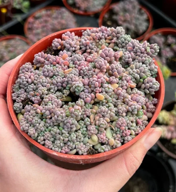 Sedum Dasyphyllum Minor Live Plant - Small Succulent in 4 Inch Pot