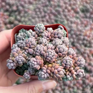 Sedum Dasyphyllum Minor Live Plant - Small Succulent in 4 Inch Pot