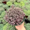 Sedum Dasyphyllum Minor Live Plant - Small Succulent in 4 Inch Pot