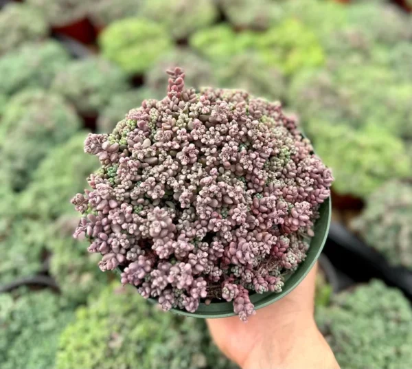 Sedum Dasyphyllum Minor Live Plant - Small Succulent in 4 Inch Pot
