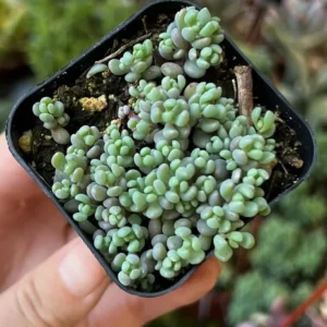 Sedum Dasyphyllum Minor Live Plant - Small Succulent in 4 Inch Pot