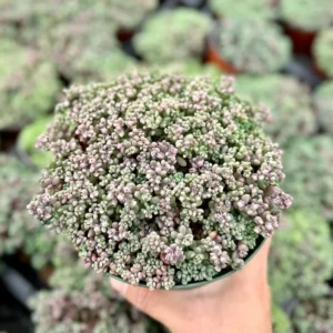 Sedum Dasyphyllum Minor Live Plant - Small Succulent in 4 Inch Pot