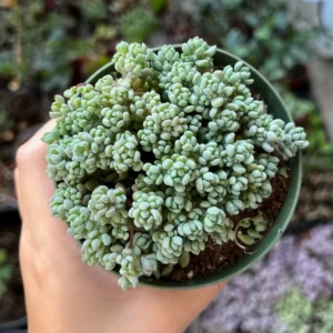 Sedum Dasyphyllum Minor Live Plant - Small Succulent in 4 Inch Pot