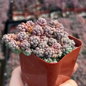 Sedum Dasyphyllum Minor Live Plant - Small Succulent in 4 Inch Pot