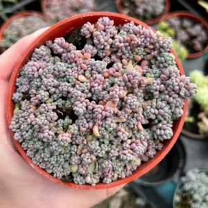 Sedum Dasyphyllum Minor Live Plant - Small Succulent in 4 Inch Pot