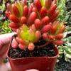 Sedum Jelly Bean Plant Live Sedum Rubrotinctum in 2'' Pot Succulent