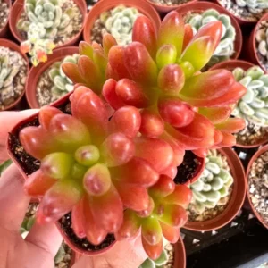 Sedum Jelly Bean Plant Live Sedum Rubrotinctum in 2'' Pot Succulent