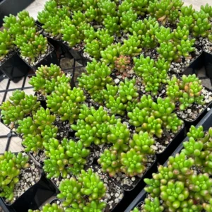 Sedum Jelly Bean Plant Live Sedum Rubrotinctum in 2'' Pot Succulent