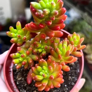 Sedum Jelly Bean Plant Live Sedum Rubrotinctum in 2'' Pot Succulent