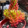 Sedum Jelly Bean Plant Live Sedum Rubrotinctum in 2'' Pot Succulent