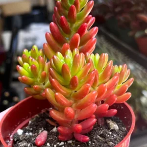 Sedum Jelly Bean Plant Live Sedum Rubrotinctum in 2'' Pot Succulent