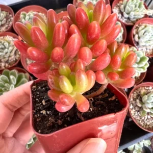 Sedum Jelly Bean Plant Live Sedum Rubrotinctum in 2'' Pot Succulent
