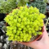 Sedum Tokyo Sun Yellow Stonecrop Live Plant 4 Inch Pot Rare Succulent
