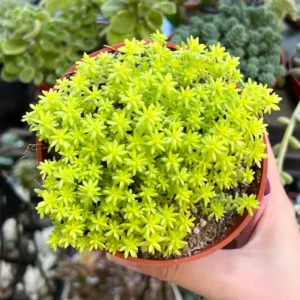 Sedum Tokyo Sun Yellow Stonecrop Live Plant 4 Inch Pot Rare Succulent