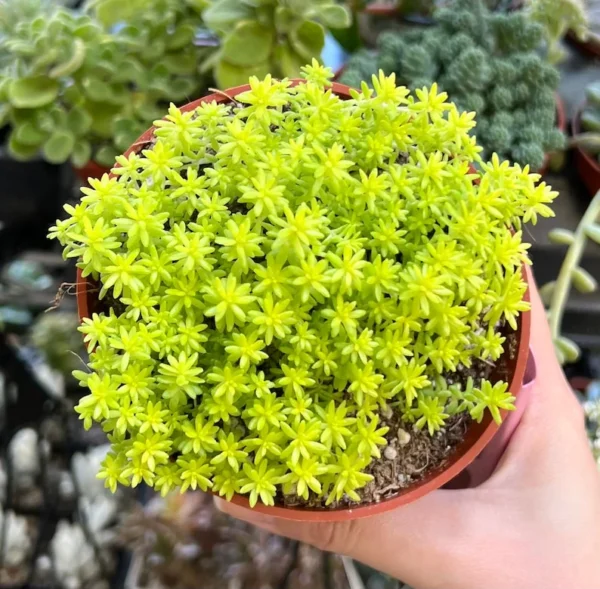 Sedum Tokyo Sun Yellow Stonecrop Live Plant 4 Inch Pot Rare Succulent
