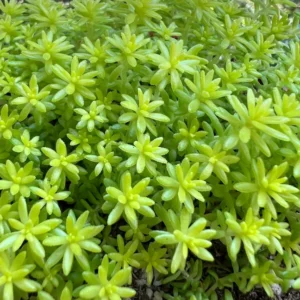 Sedum Tokyo Sun Yellow Stonecrop Live Plant 4 Inch Pot Rare Succulent