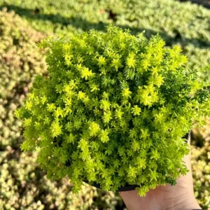 Sedum Tokyo Sun Yellow Stonecrop Live Plant 4 Inch Pot Rare Succulent