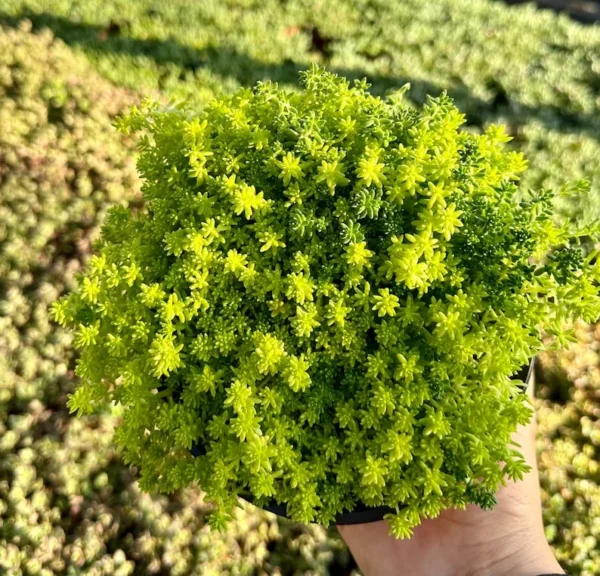 Sedum Tokyo Sun Yellow Stonecrop Live Plant 4 Inch Pot Rare Succulent