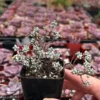 Sedum White Stone Crop Miniature Tree Succulent 2 inch Pot
