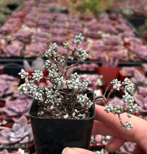 Sedum White Stone Crop Miniature Tree Succulent 2 inch Pot